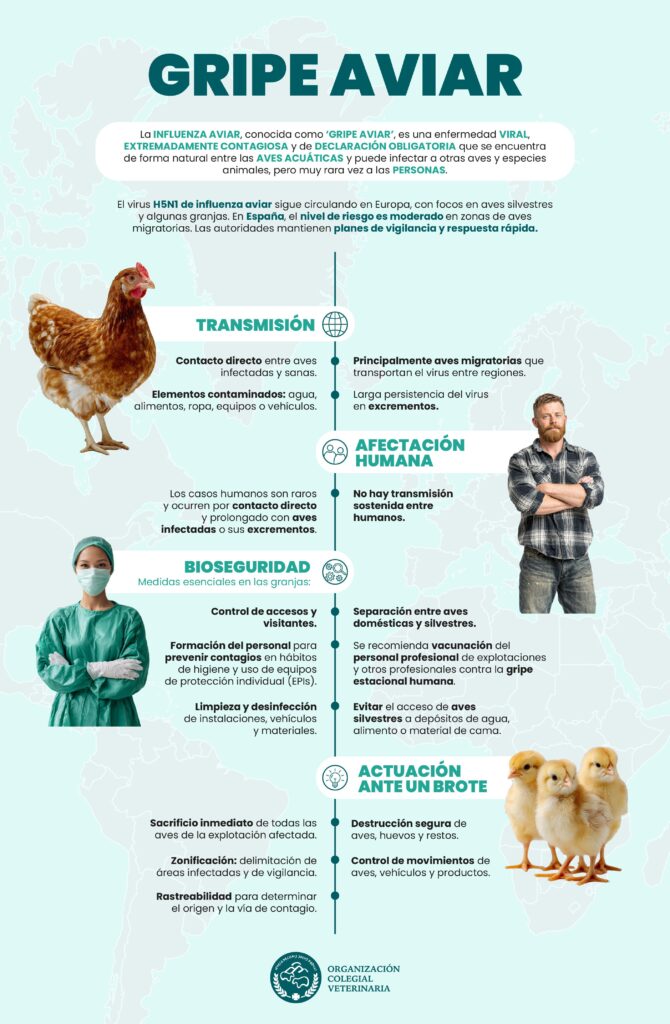 Infografía sobre gripe aviar